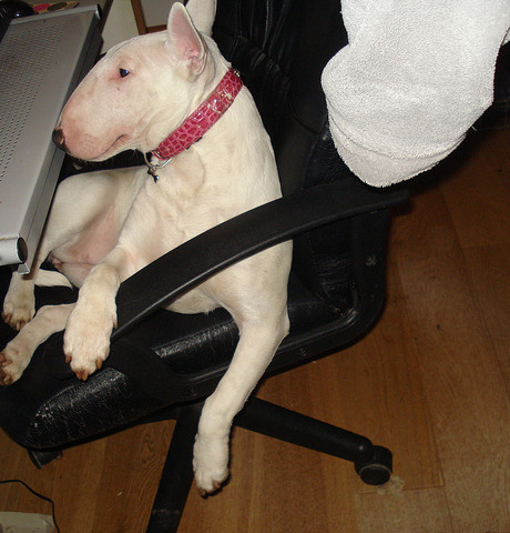 Bullterrier at work