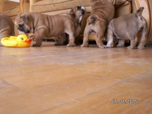 Coco's 'I' Litter