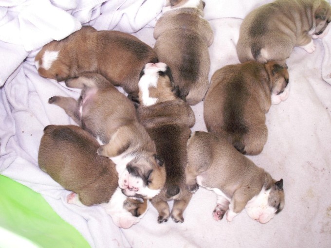 Claudia’s “G” Litter