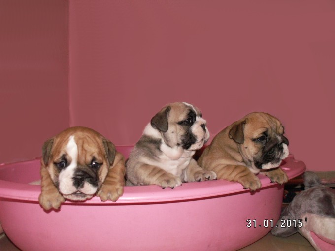 Coco’s ‘I’ Litter