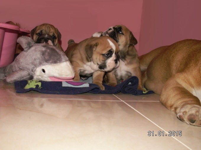 Coco’s “I” Litter